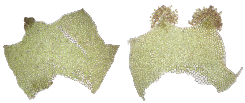 Barbilophozia hatcheri